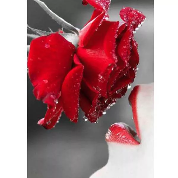 Diamantový obraz červená ruža opt