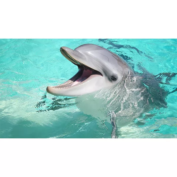 Diamantový-obraz-delfín-voda