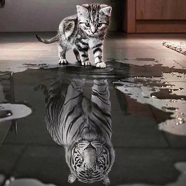 Diamantový-obraz-mačka-tiger-voda