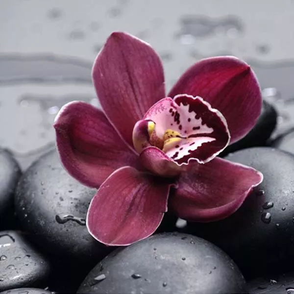 Diamantový obraz orchidea fialová