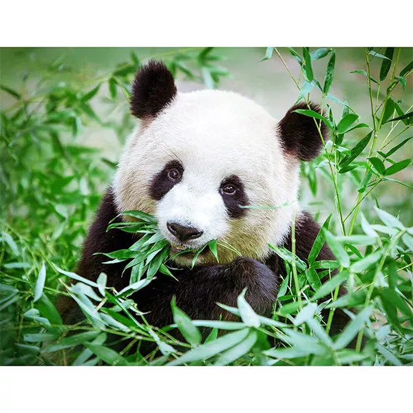 Diamantový-obraz-panda-bambus