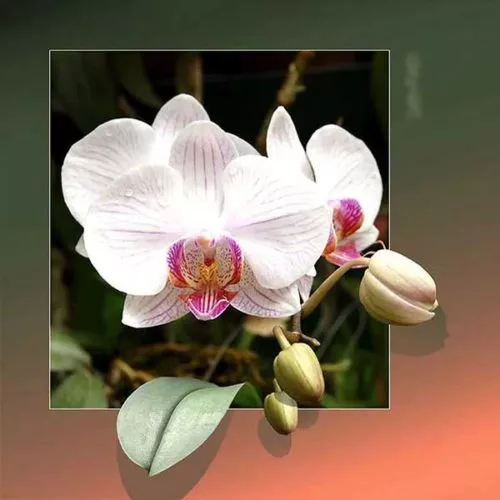 Diamantové-maľovanie-orchidea-v-ráme