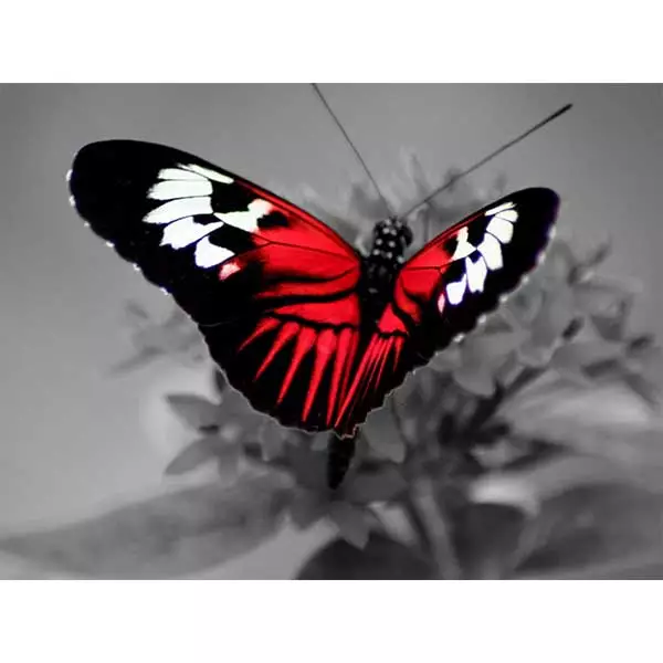 Diamantový obraz červený motýľ