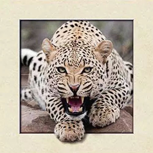 Diamantový-obraz-gepard